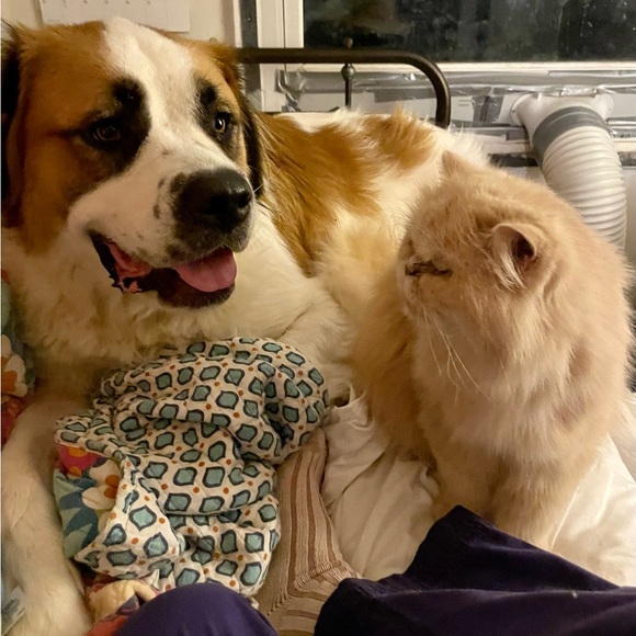 COPY - Live show Hosted by hatchimom 1215 central - Picture 5 of 7